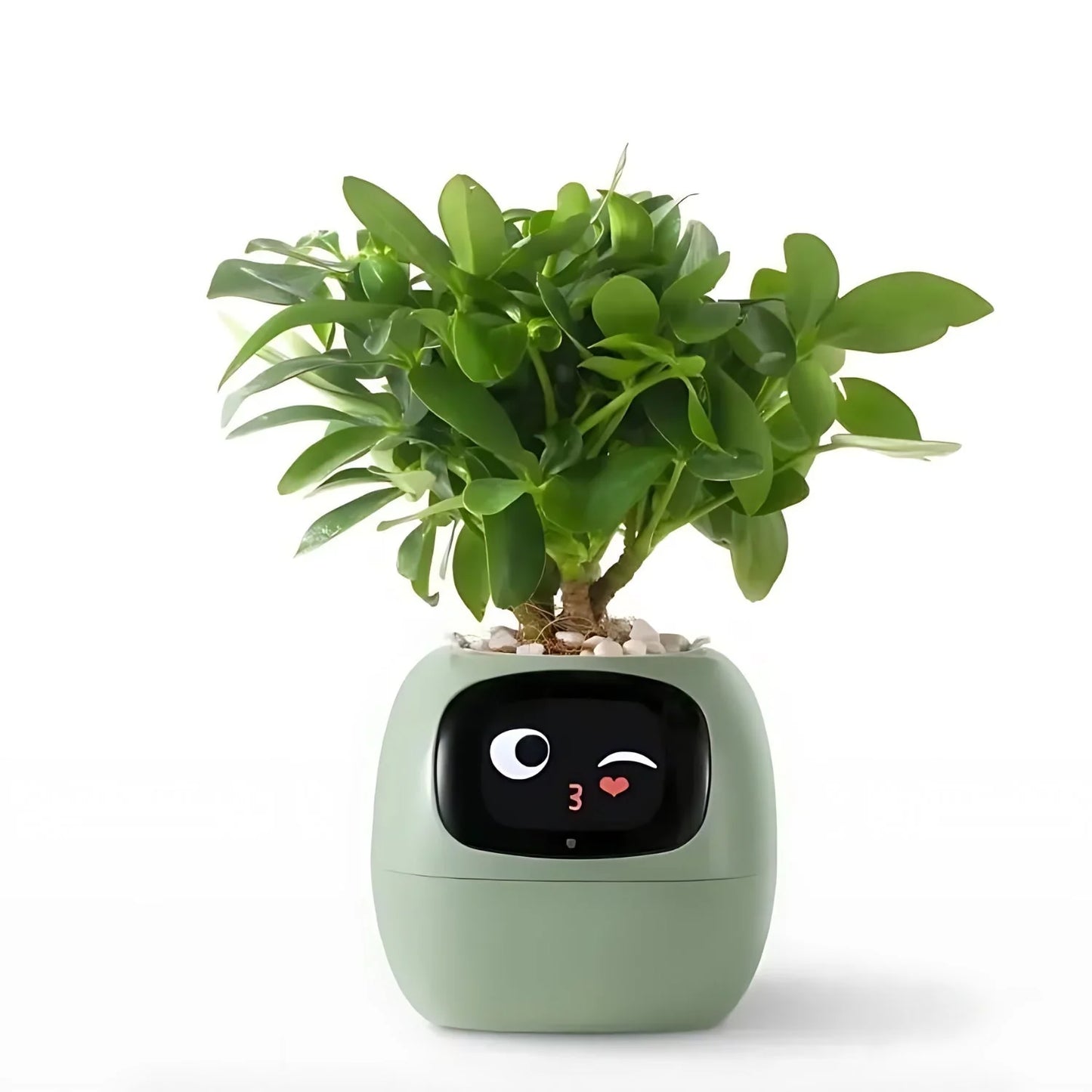 Pflanzenfreund Intelligenter Blumentopf